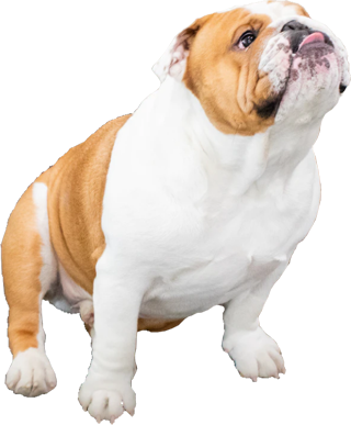 Bulldog