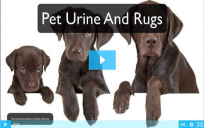 Pet Urine And Rugs