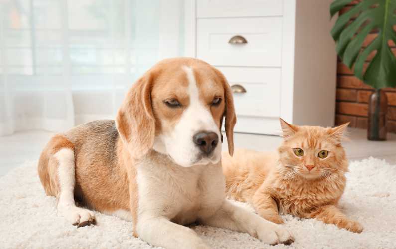 Dog and cat on an area rug